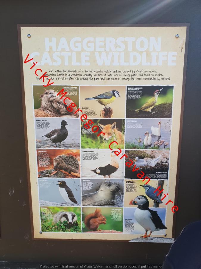 מלון Berwick Upon Tweed Haggerston Castle Tower Lawn Hire מראה חיצוני תמונה